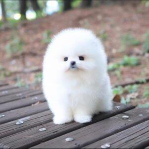 Puppy Name : Princess