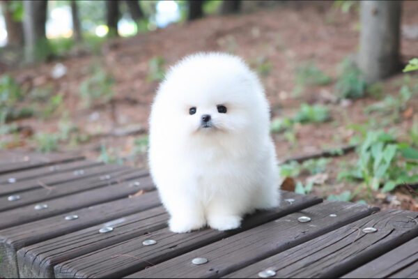 Puppy Name : Princess