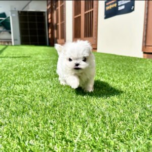 Puppy Name : Jack