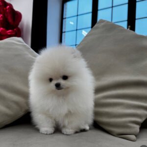 Puppy Name : Zack