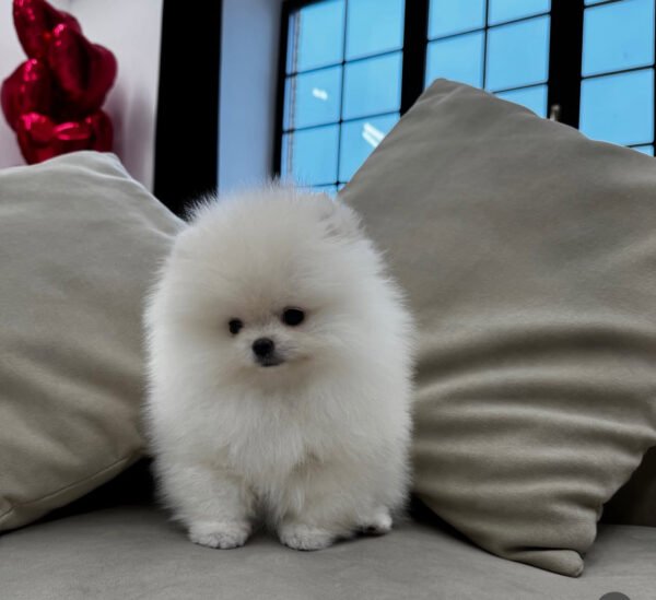 Puppy Name : Zack