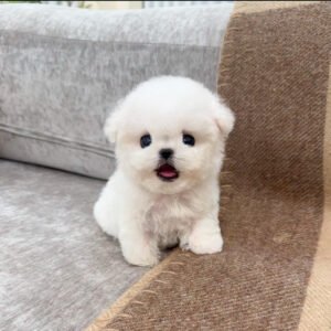 Puppy Name : Bella