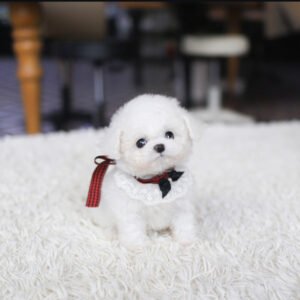 Puppy Name : Cloe