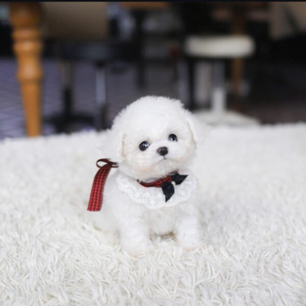 Puppy Name : Cloe