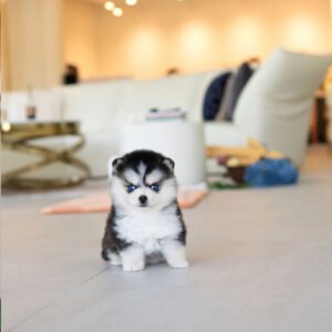 Puppy Name : Willow