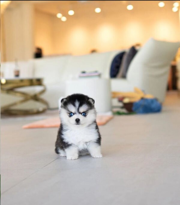 Puppy Name : Willow