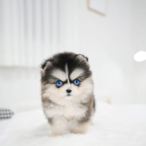 Puppy Name : Skye