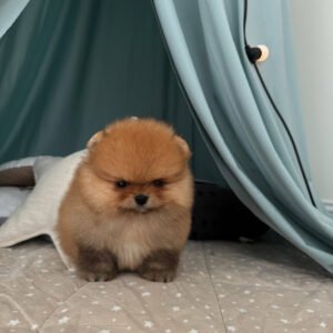 Puppy Name : Suzy