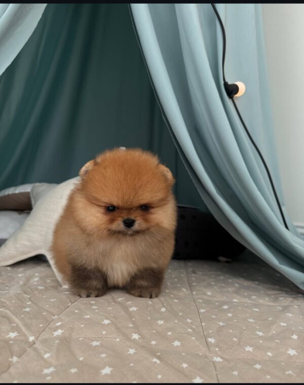 Puppy Name : Suzy
