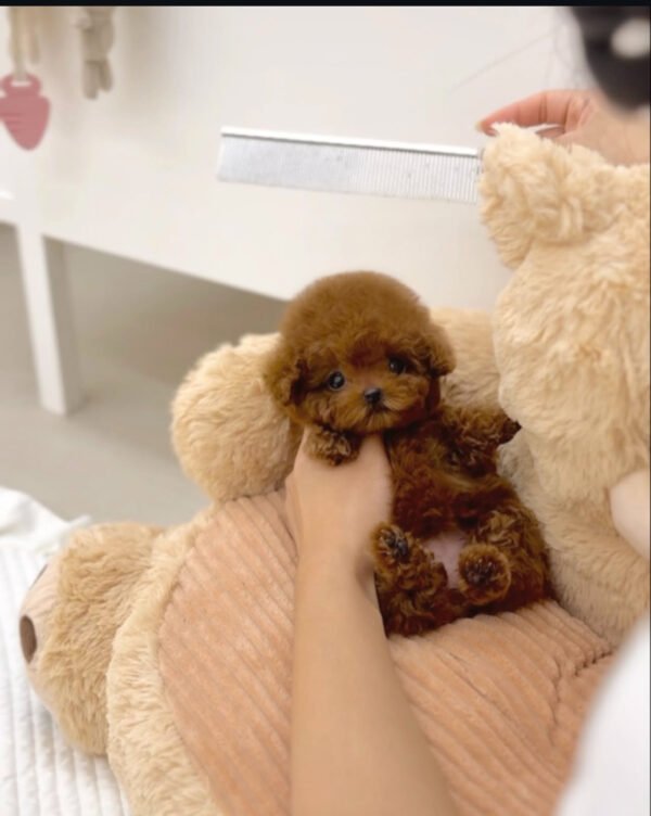 Puppy Name : Hazel