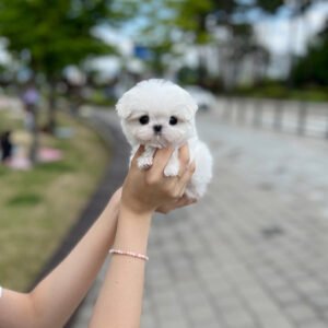 Puppy Name : Lulu