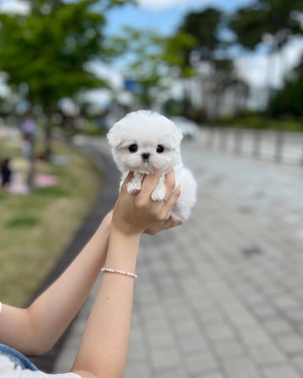 Puppy Name : Lulu