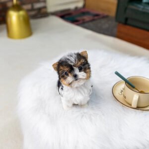 Puppy Name : Pearl