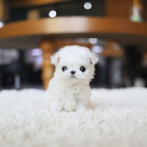 Puppy Name : Lola