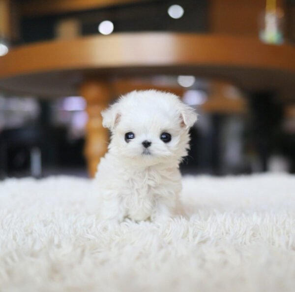 Puppy Name : Lola