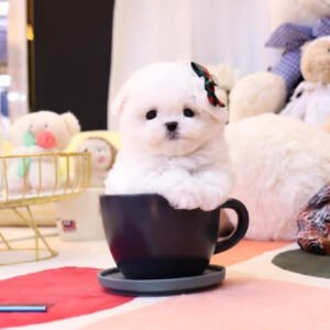 Puppy Name : Max