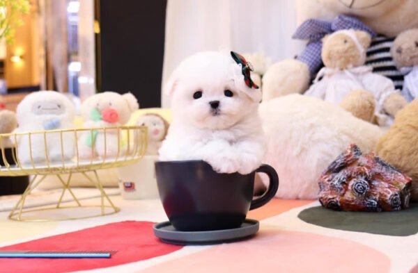 Puppy Name : Max