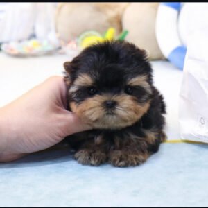 Puppy Name : Leah