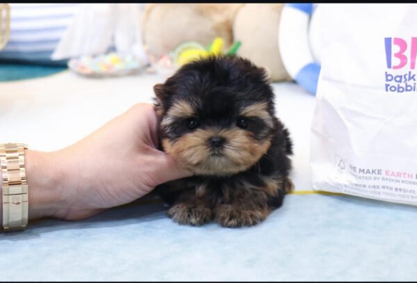 Puppy Name : Leah