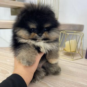 Puppy Name : Stephanie