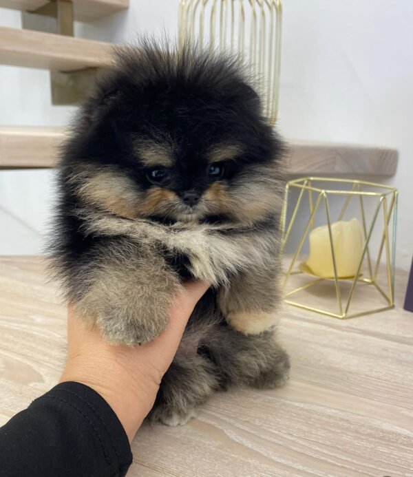 Puppy Name : Stephanie