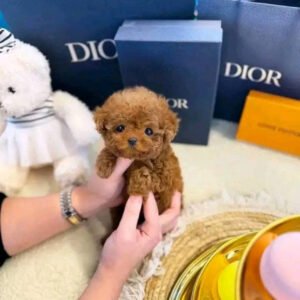 Puppy Name : Millie