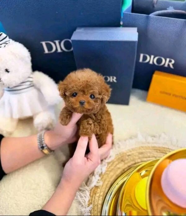 Puppy Name : Millie