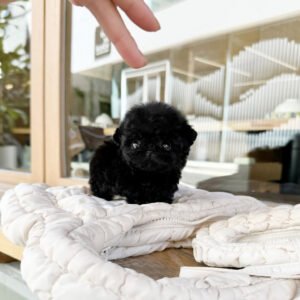 Puppy Name : Lucky