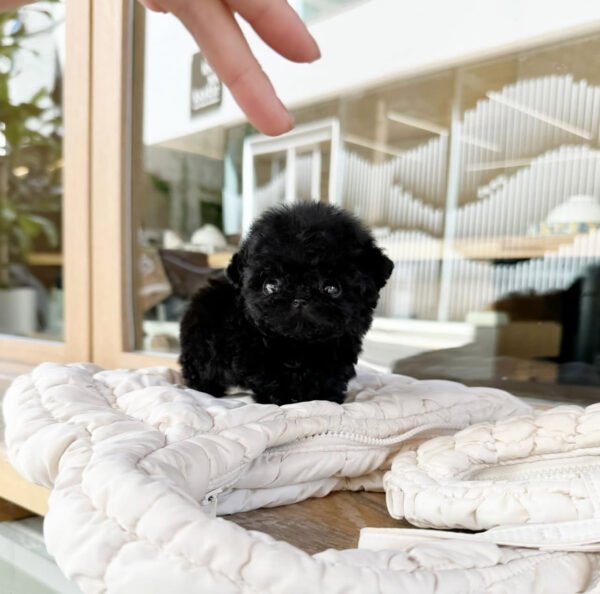 Puppy Name : Lucky