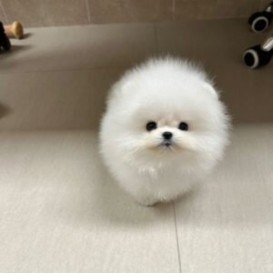 Puppy Name : Tomy