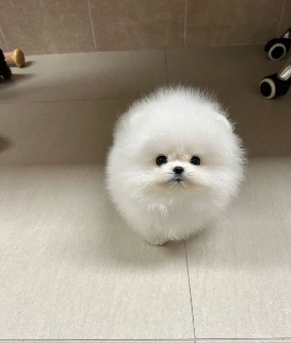 Puppy Name : Tomy