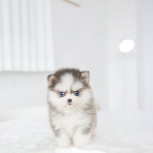 Puppy Name : Alexa