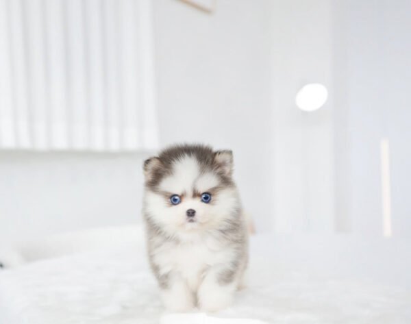 Puppy Name : Alexa