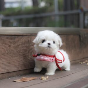 Puppy Name : Drill