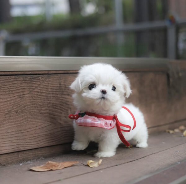 Puppy Name : Drill