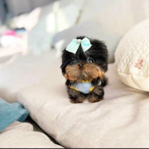 Puppy Name : Alice
