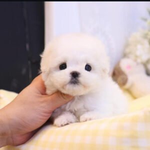 Puppy Name : Jones