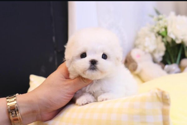 Puppy Name : Jones