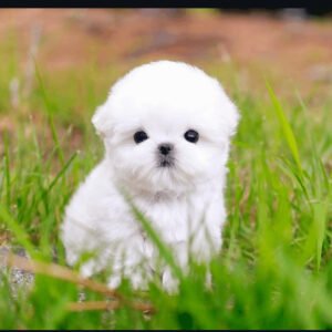Puppy Name : Jessie