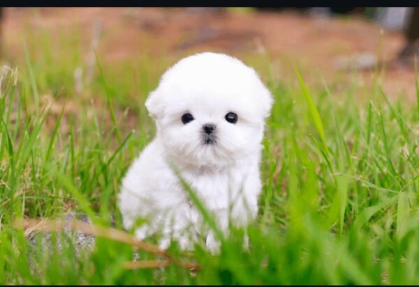 Puppy Name : Jessie