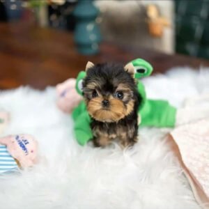 Puppy Name : Quinta