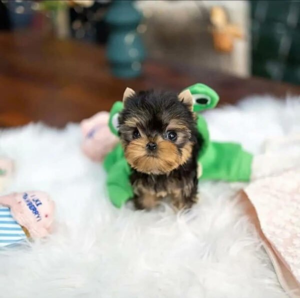 Puppy Name : Quinta