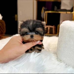 Puppy Name : Sara