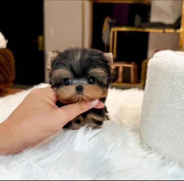 Puppy Name : Sara