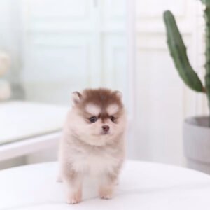 Puppy Name : Bobby