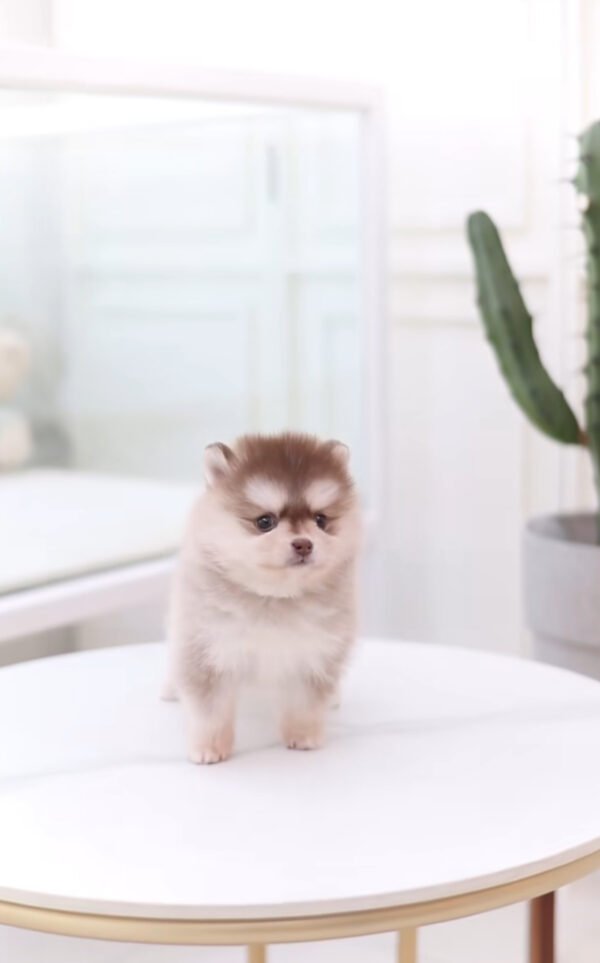 Puppy Name : Bobby