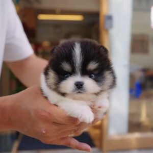 Puppy Name : Sophie