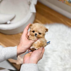 Puppy Name : Eliot
