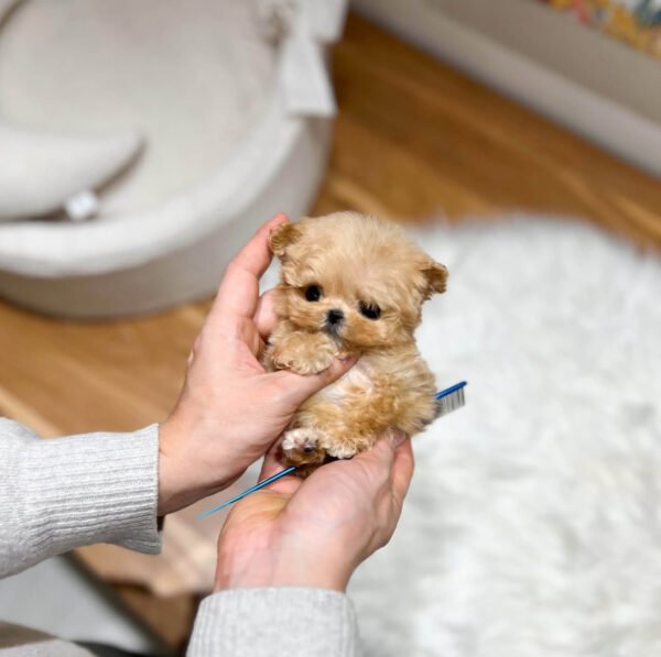 Puppy Name : Eliot