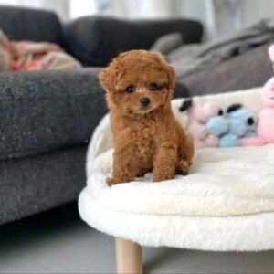 Puppy Name : Penny